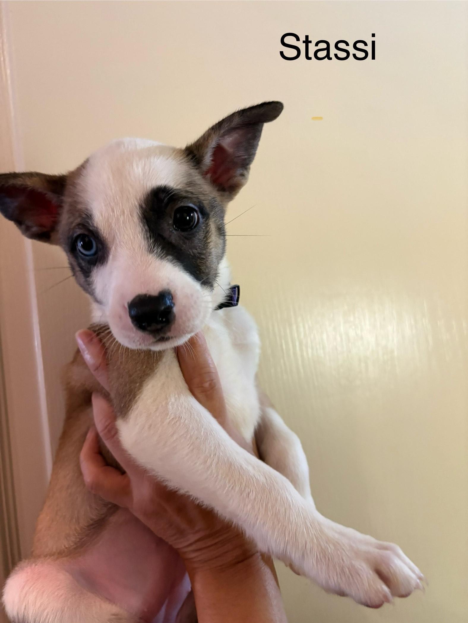 Stassi, an adopted mixed breed in Atascadero , CA image 2/3