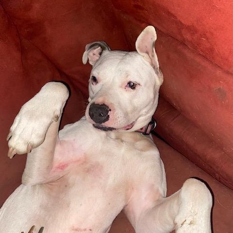 Fluff (courtesy post), Adult Female Pit Bull Terrier