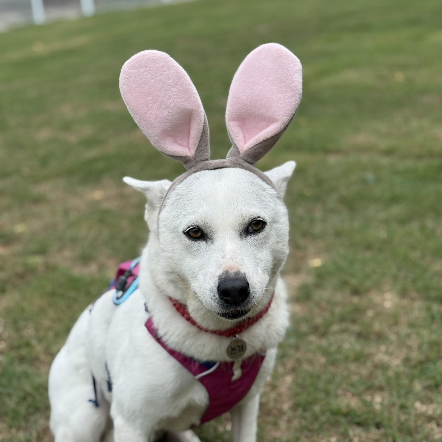 Enlarge Gaia, a Adoptable mixed breed in Astoria, NY image 3/5