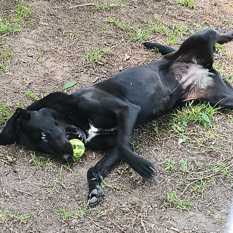 Mocha, Adopted, Young Female Black Labrador Retriever & Pit Bull Terrier.