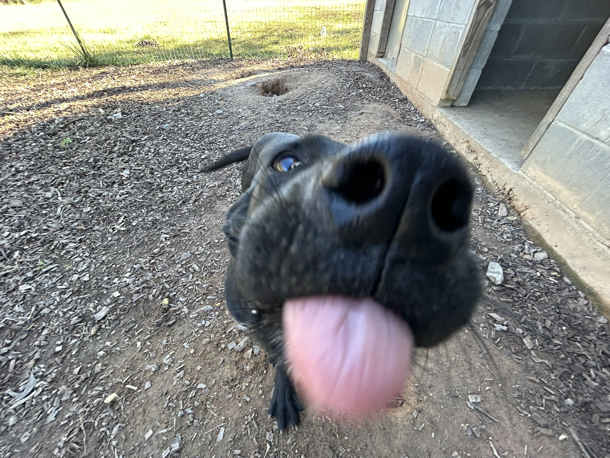 Enlarge Mocha, a Adopted mixed breed in Sparta, GA image 2/6