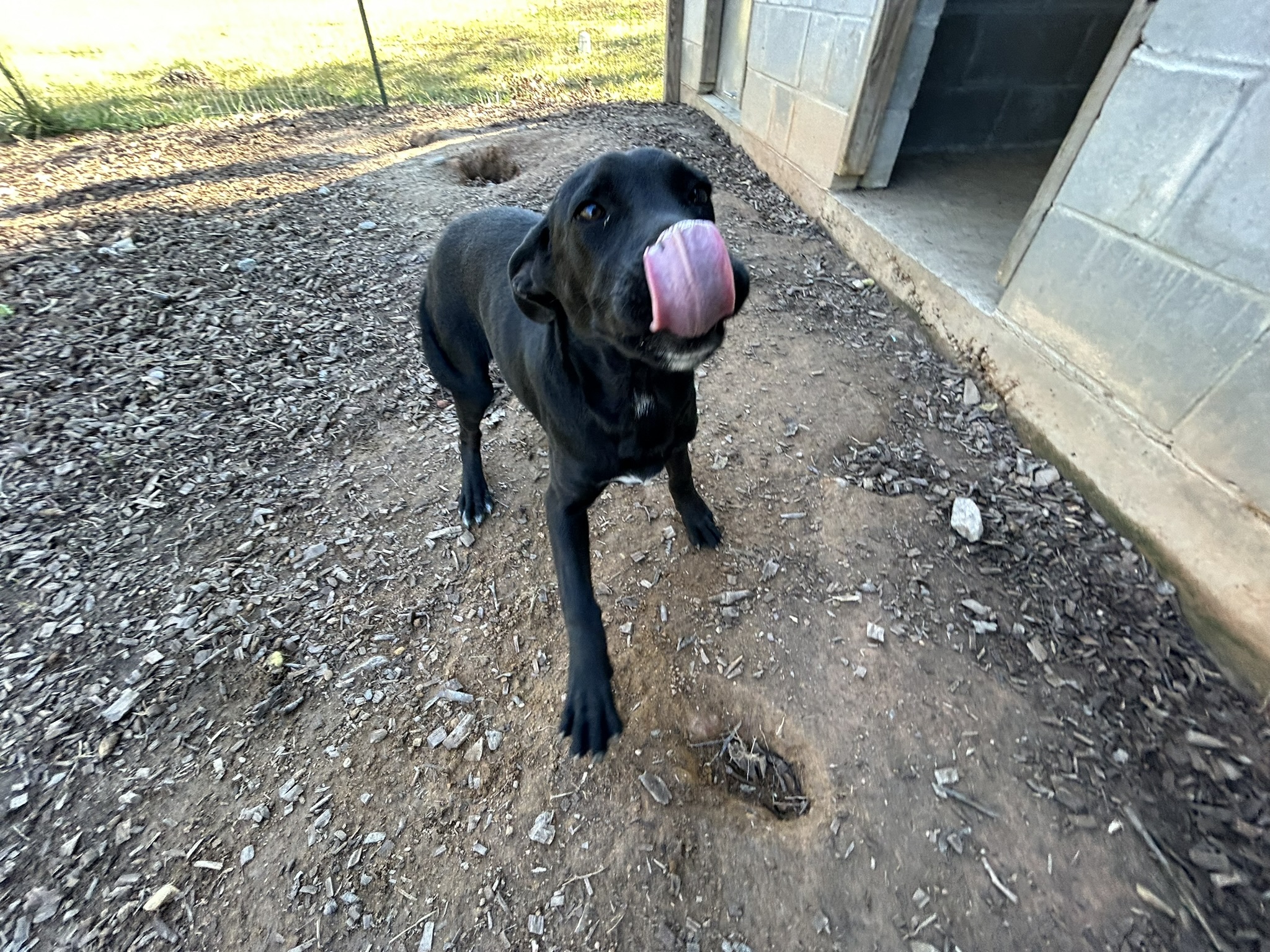 Enlarge Mocha, a Adopted mixed breed in Sparta, GA image 3/6