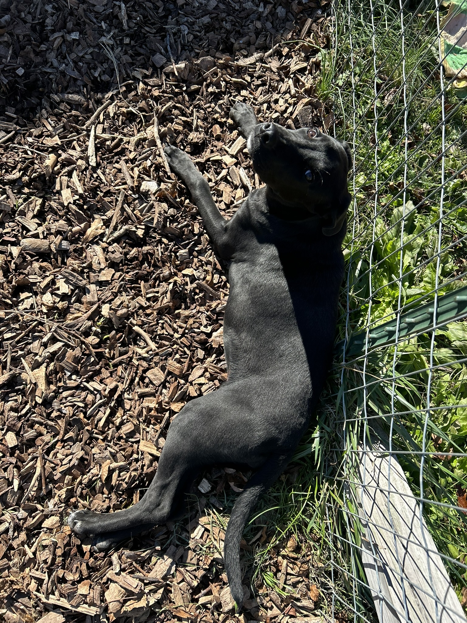 Enlarge Mocha, a Adopted mixed breed in Sparta, GA image 5/6