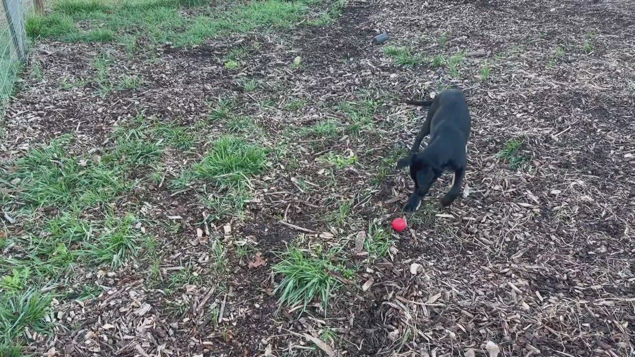 Enlarge Mocha, a Adopted mixed breed in Sparta, GA video 6/6