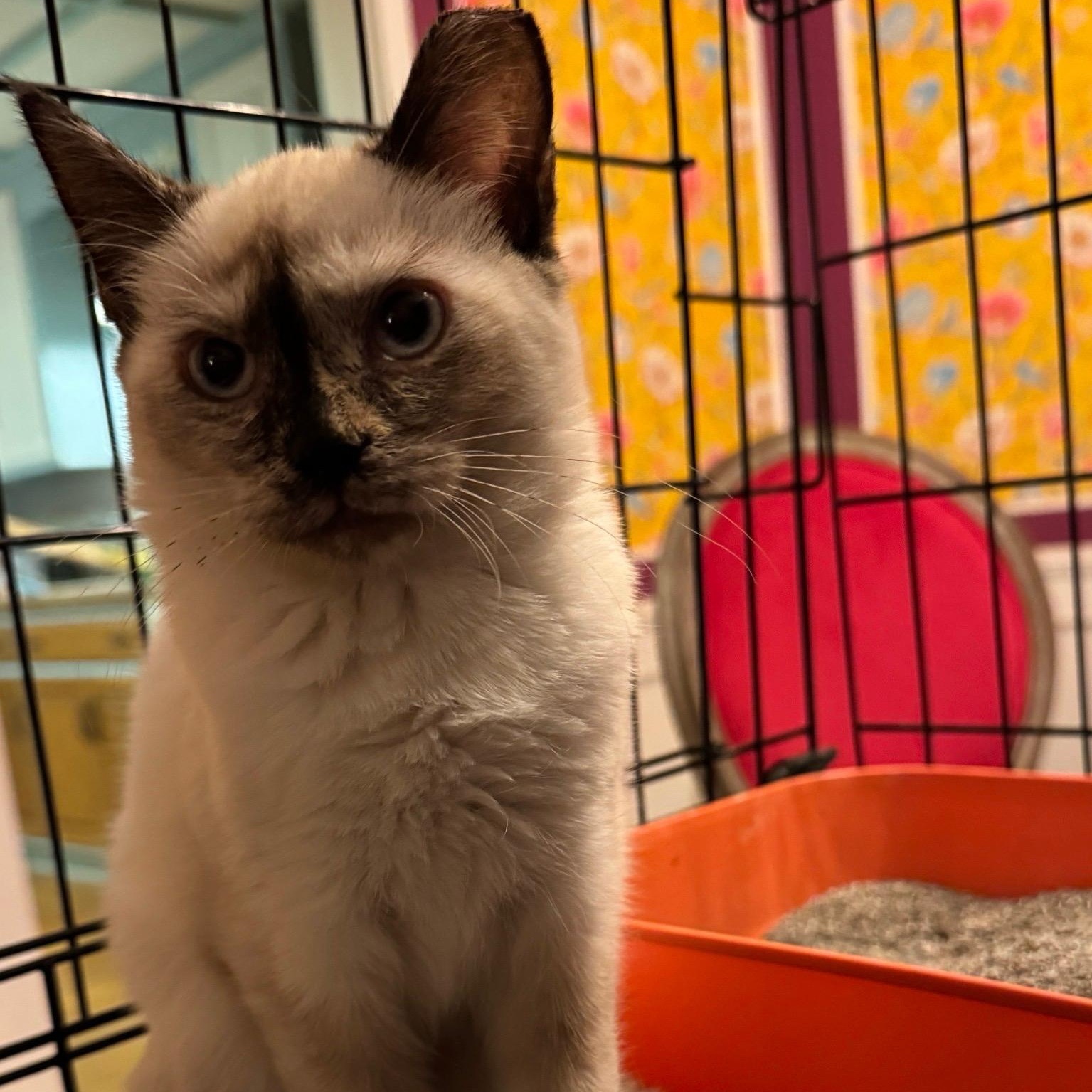 Enlarge Coconut, an adopted Siamese in Grove City, OH image 3/3