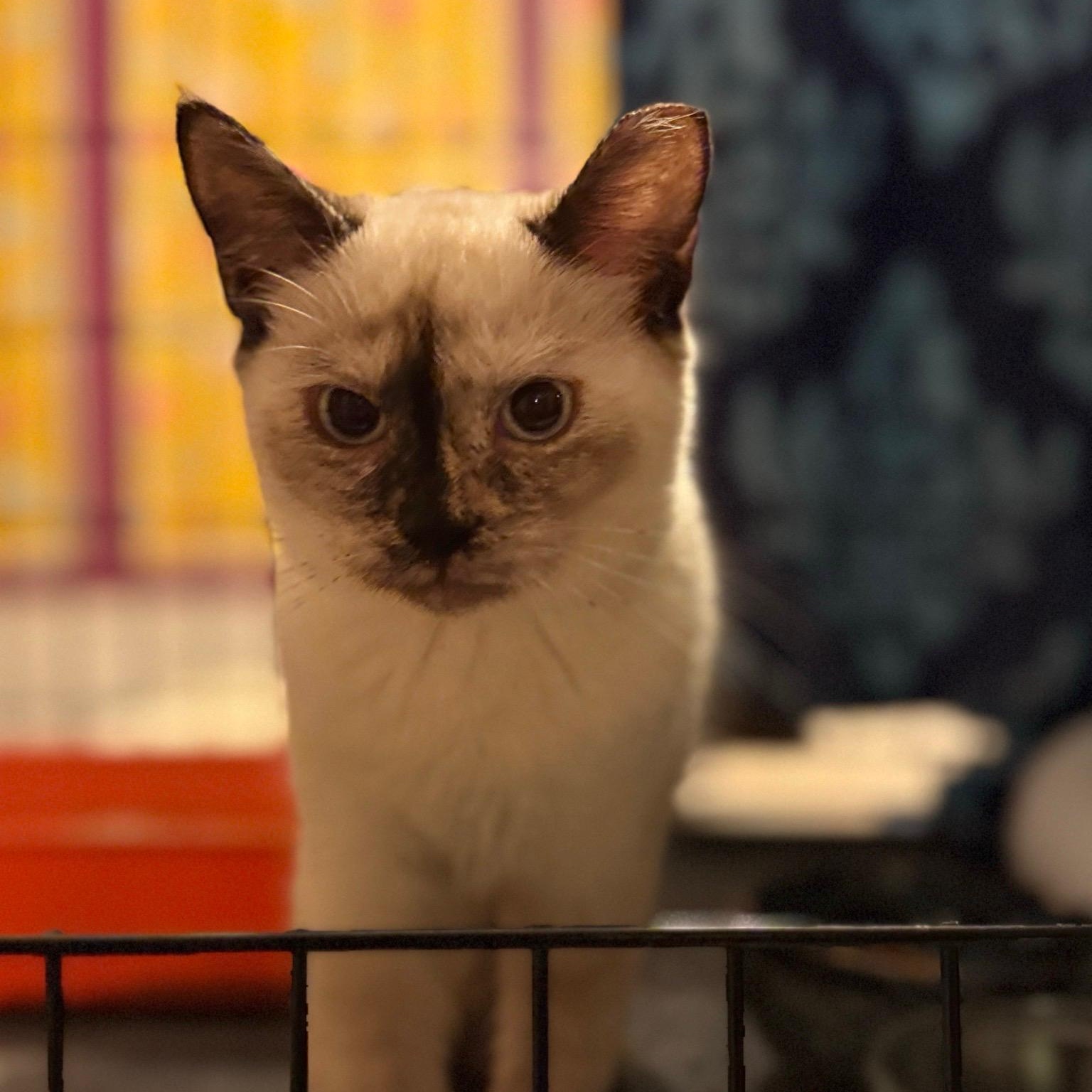 Enlarge Coconut, an adopted Siamese in Grove City, OH image 1/3