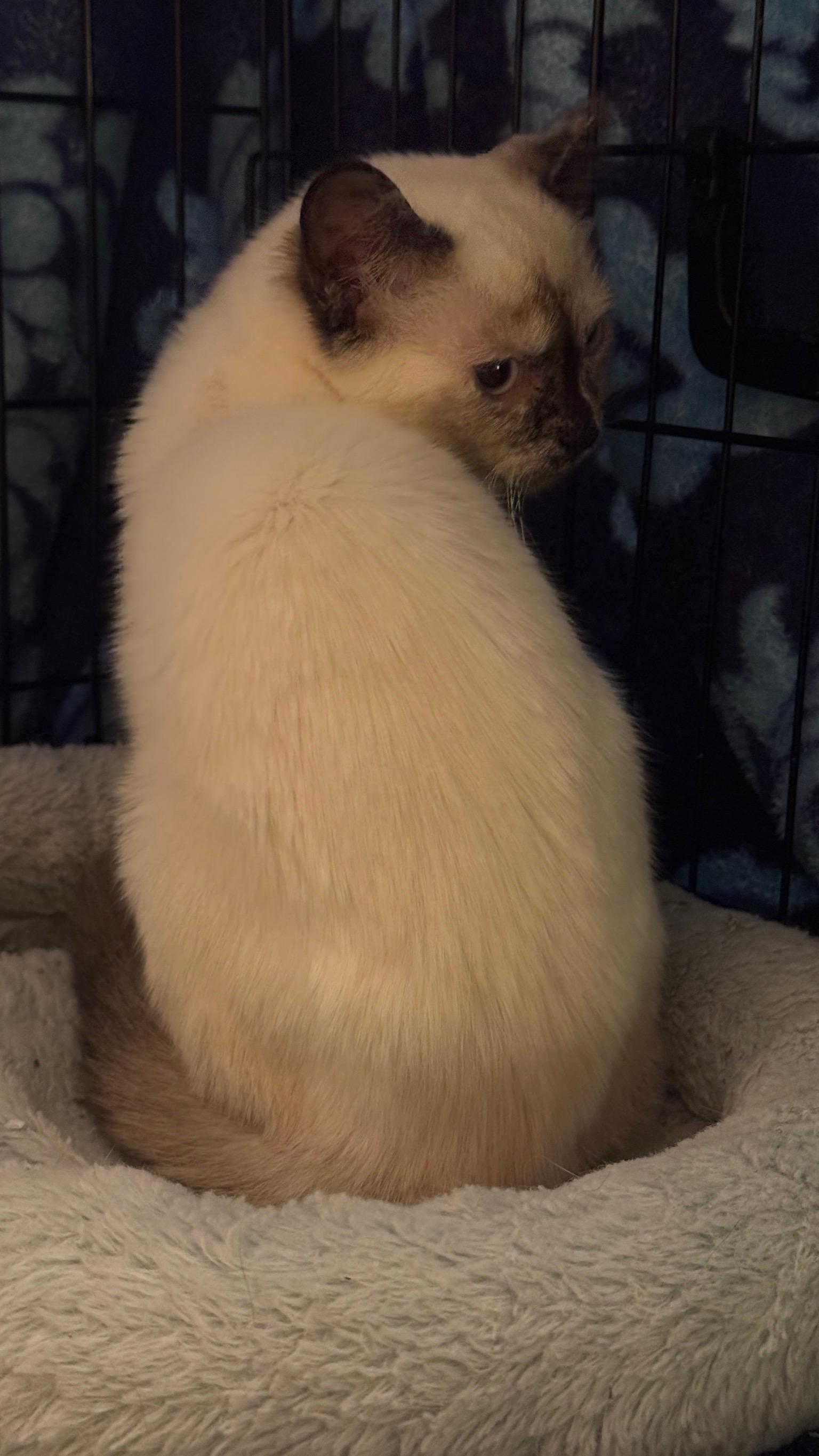 Enlarge Coconut, an adopted Siamese in Grove City, OH image 2/3