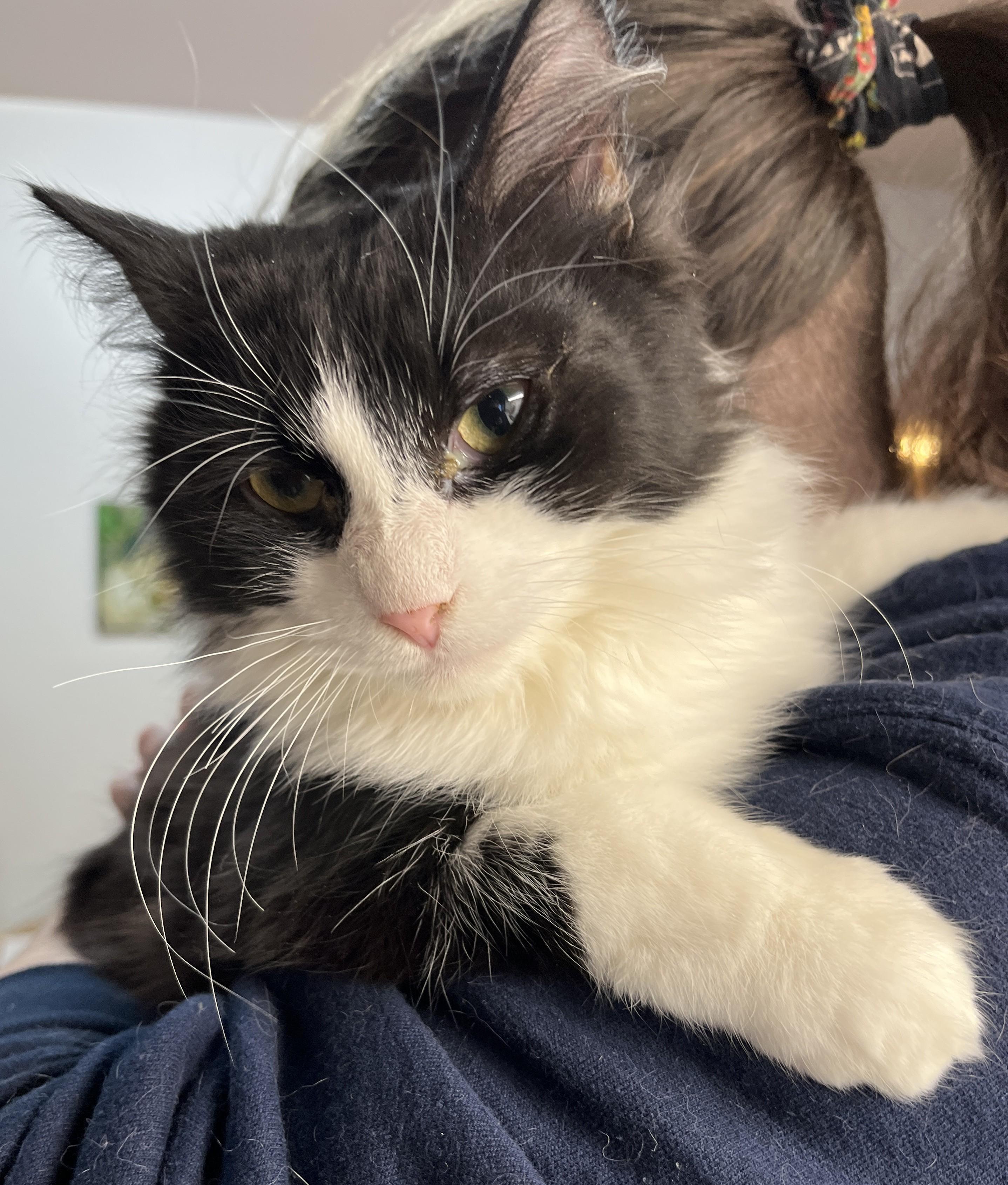 Enlarge MARCUS & MOCHI (CR/SC), a Adoptable Domestic Medium Hair in Sainte-Angele-de-Monnoir, QC image 3/6