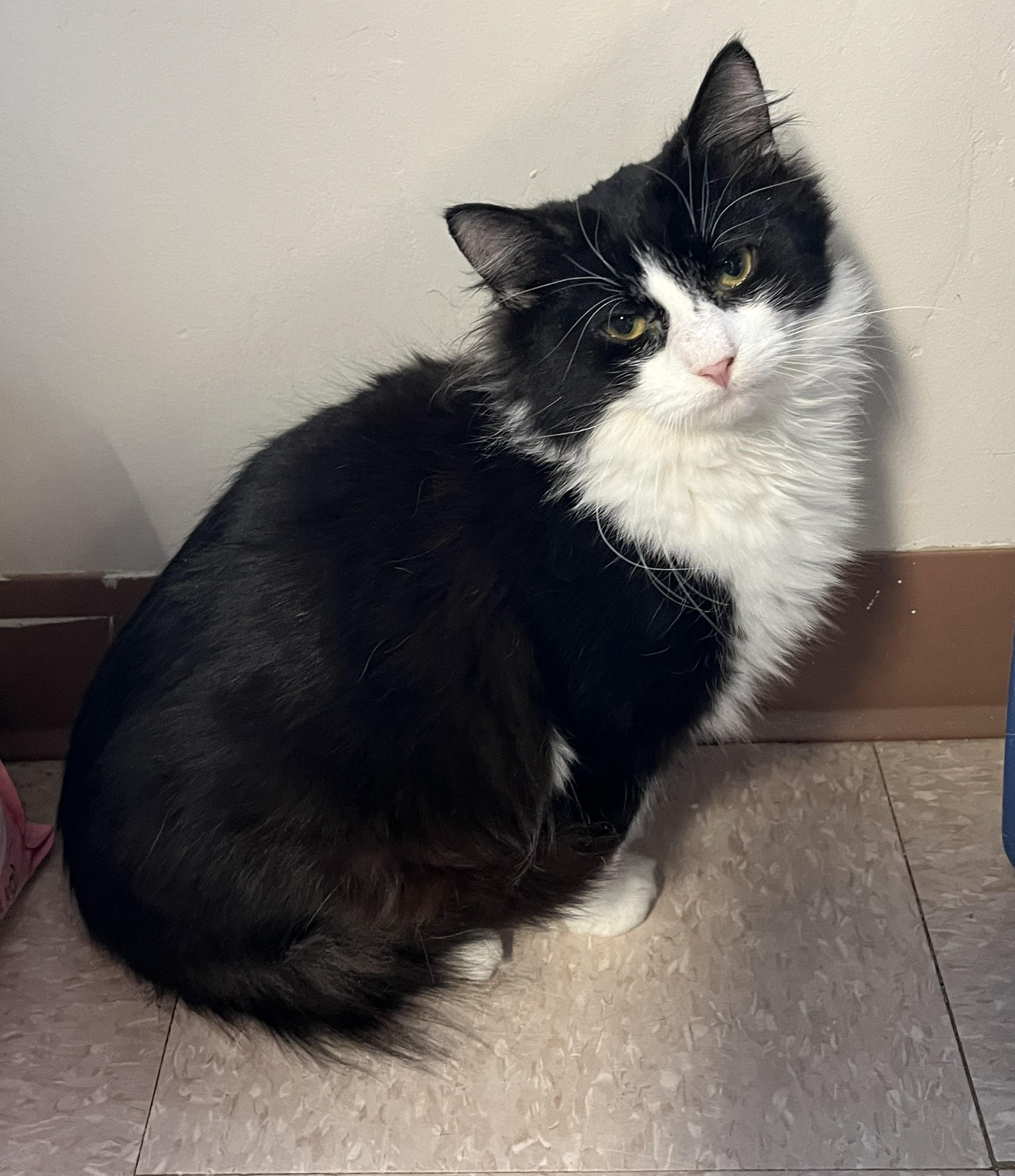 Enlarge MARCUS & MOCHI (CR/SC), a Adoptable Domestic Medium Hair in Sainte-Angele-de-Monnoir, QC image 5/6