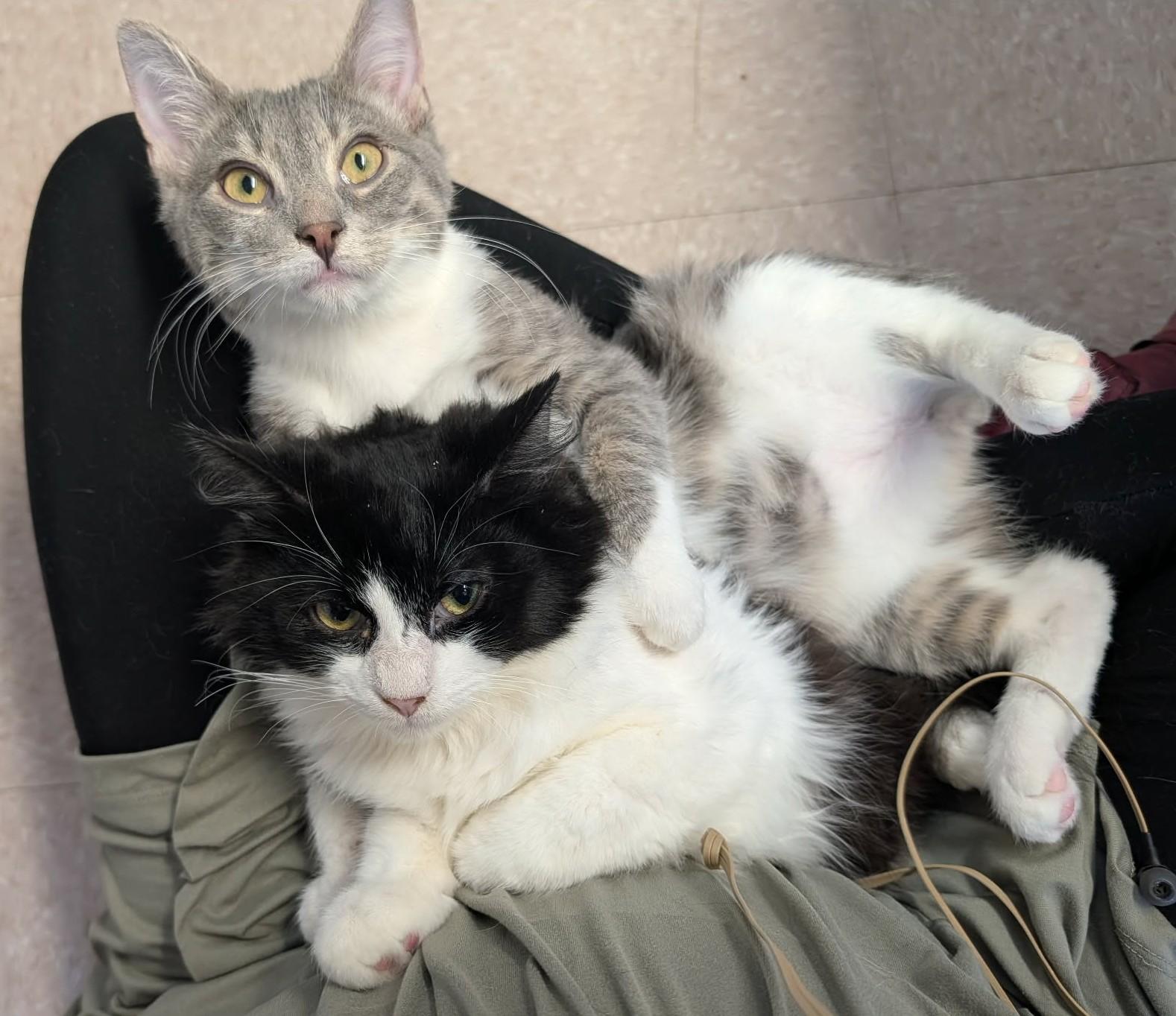Enlarge MARCUS & MOCHI (CR/SC), a Adoptable Domestic Medium Hair in Sainte-Angele-de-Monnoir, QC image 1/6