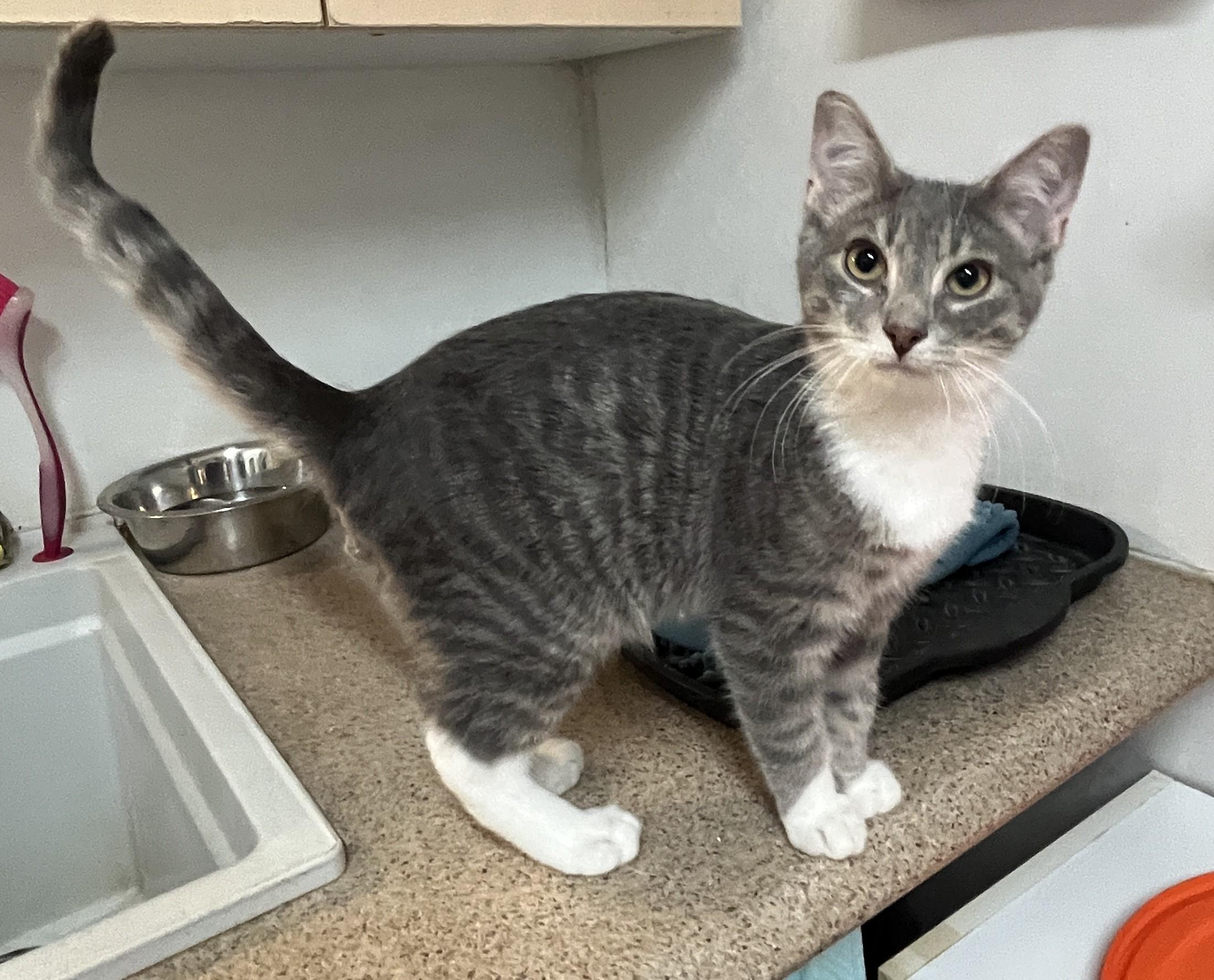 Enlarge MARCUS & MOCHI (CR/SC), a Adoptable Domestic Medium Hair in Sainte-Angele-de-Monnoir, QC image 4/6