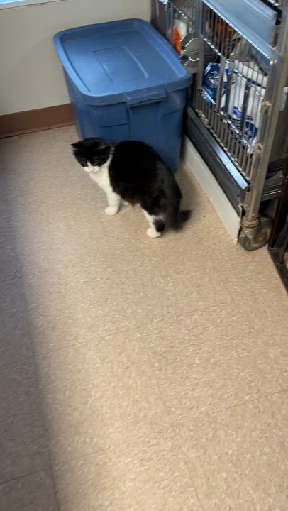 Enlarge MARCUS & MOCHI (CR/SC), a Adoptable Domestic Medium Hair in Sainte-Angele-de-Monnoir, QC video 6/6