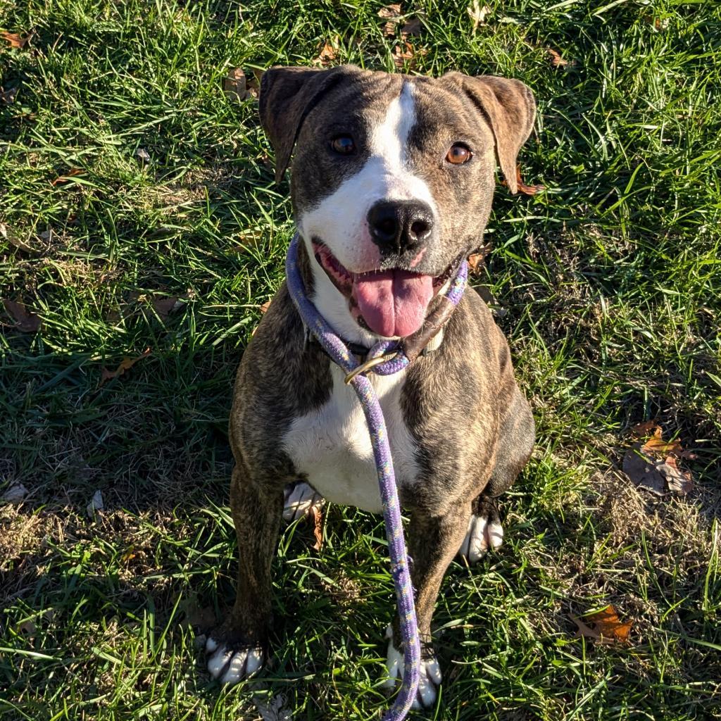 Selma, Adoptable, Adult Female Mixed Breed.