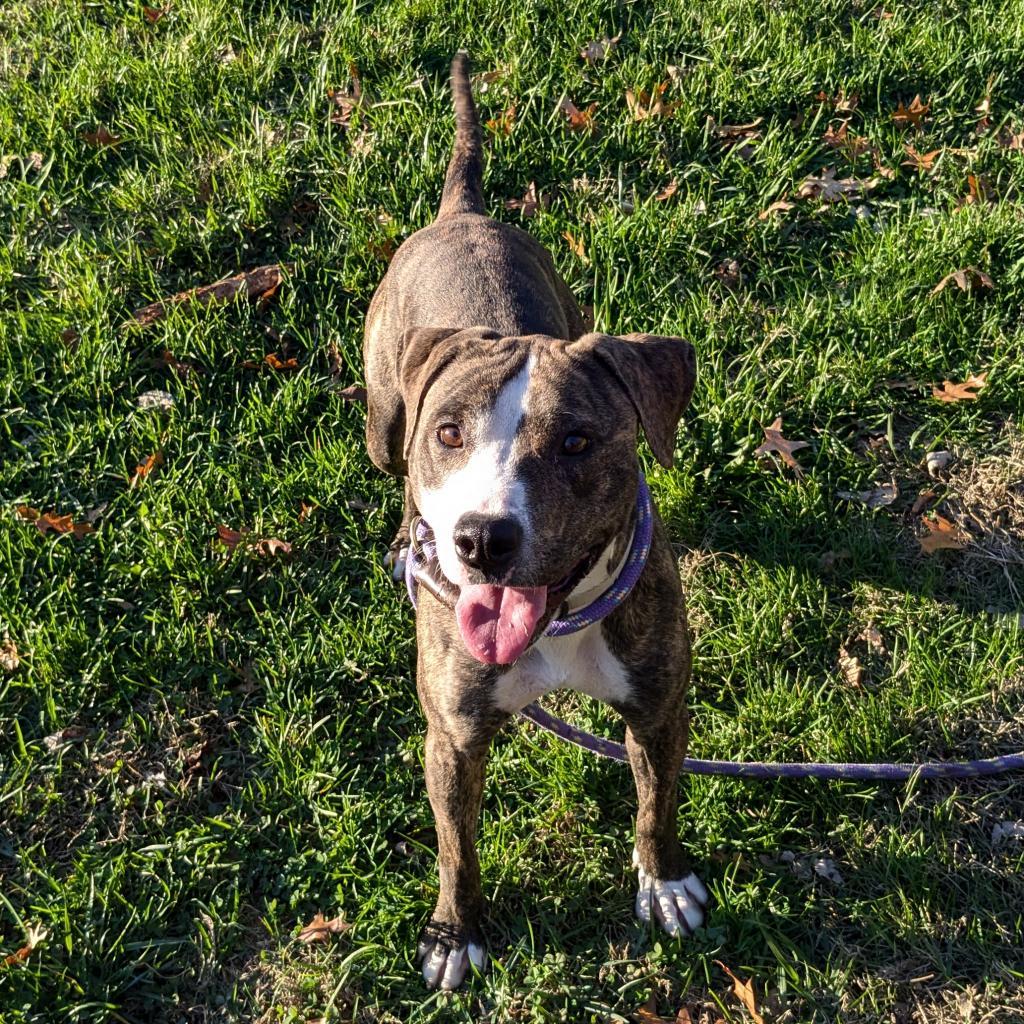 Selma, a Adoptable Mixed Breed in Warrensburg, MO image 2/6