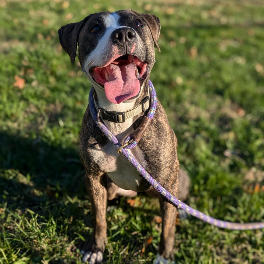 Selma, a Adoptable Mixed Breed in Warrensburg, MO image 5/6