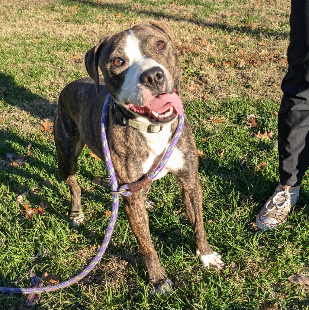 Selma, a Adoptable Mixed Breed in Warrensburg, MO image 6/6