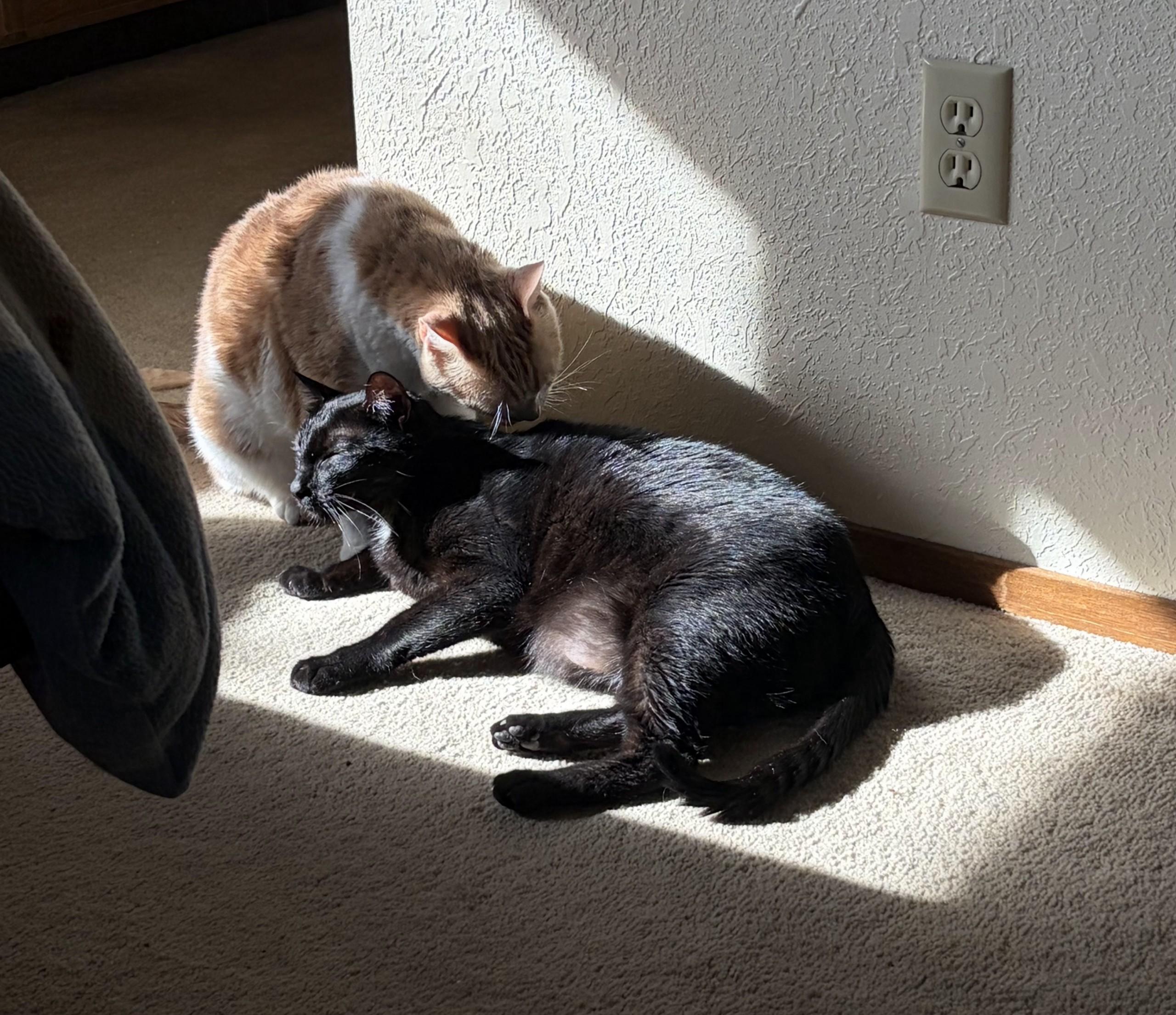 Frankie and ziggy, a ADOPTABLE mixed breed in Fairbanks, AK image 1/2