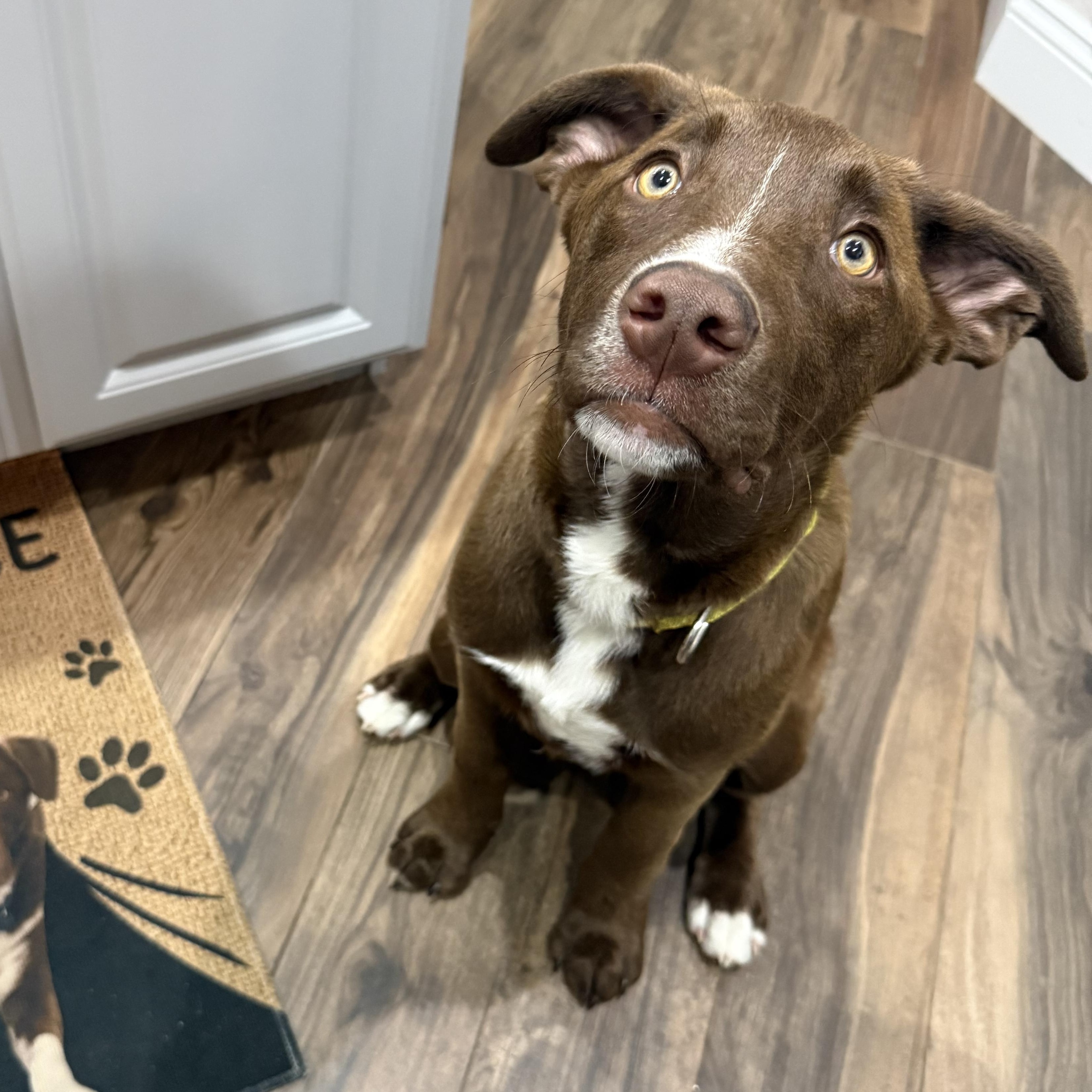 Enlarge Beau, a ADOPTABLE mixed breed in Palm Bay, FL image 1/2