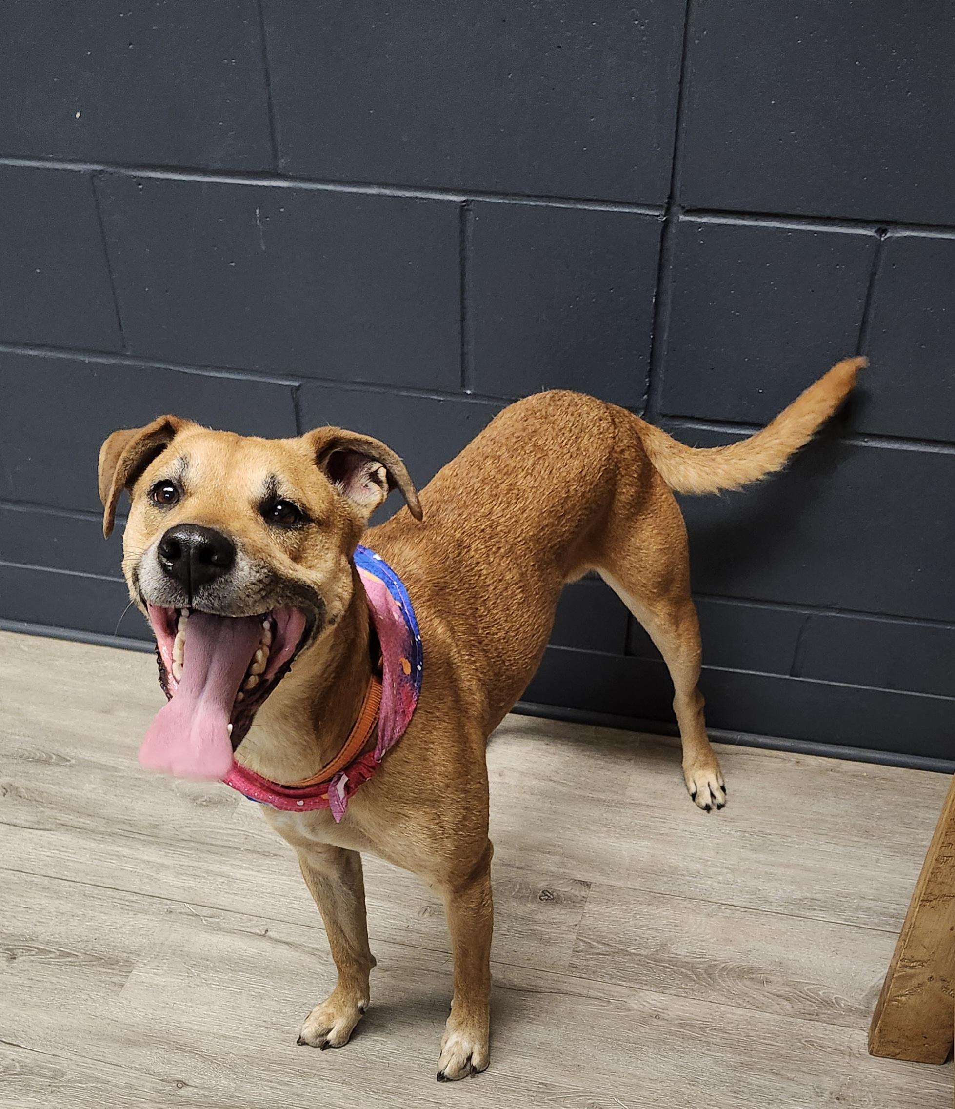 Enlarge Captain Gantu, a Adoptable mixed breed in Mansfield, OH image 3/4