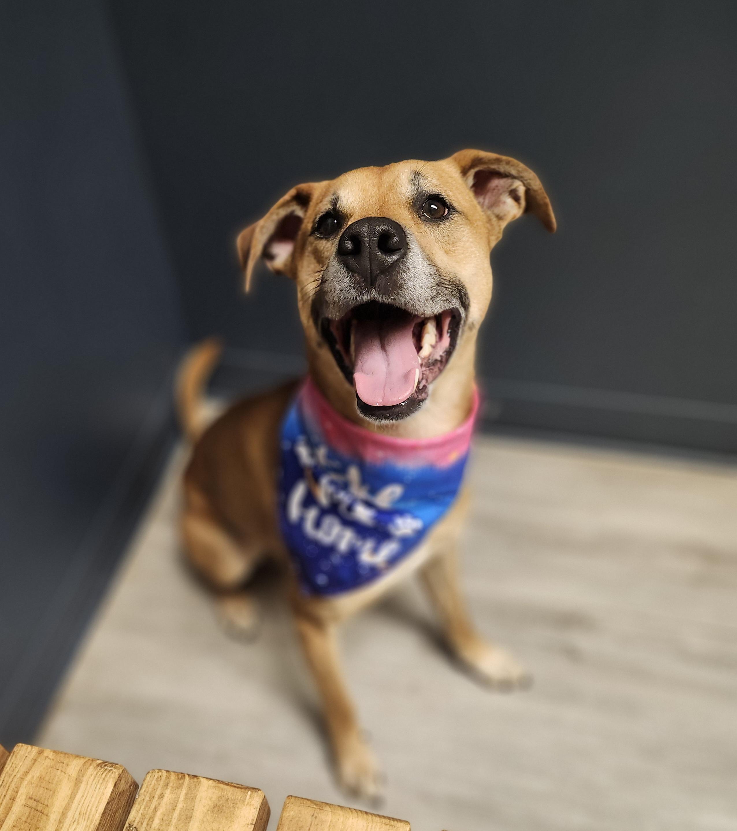 Captain Gantu, Adoptable, Adult Male Black Mouth Cur.