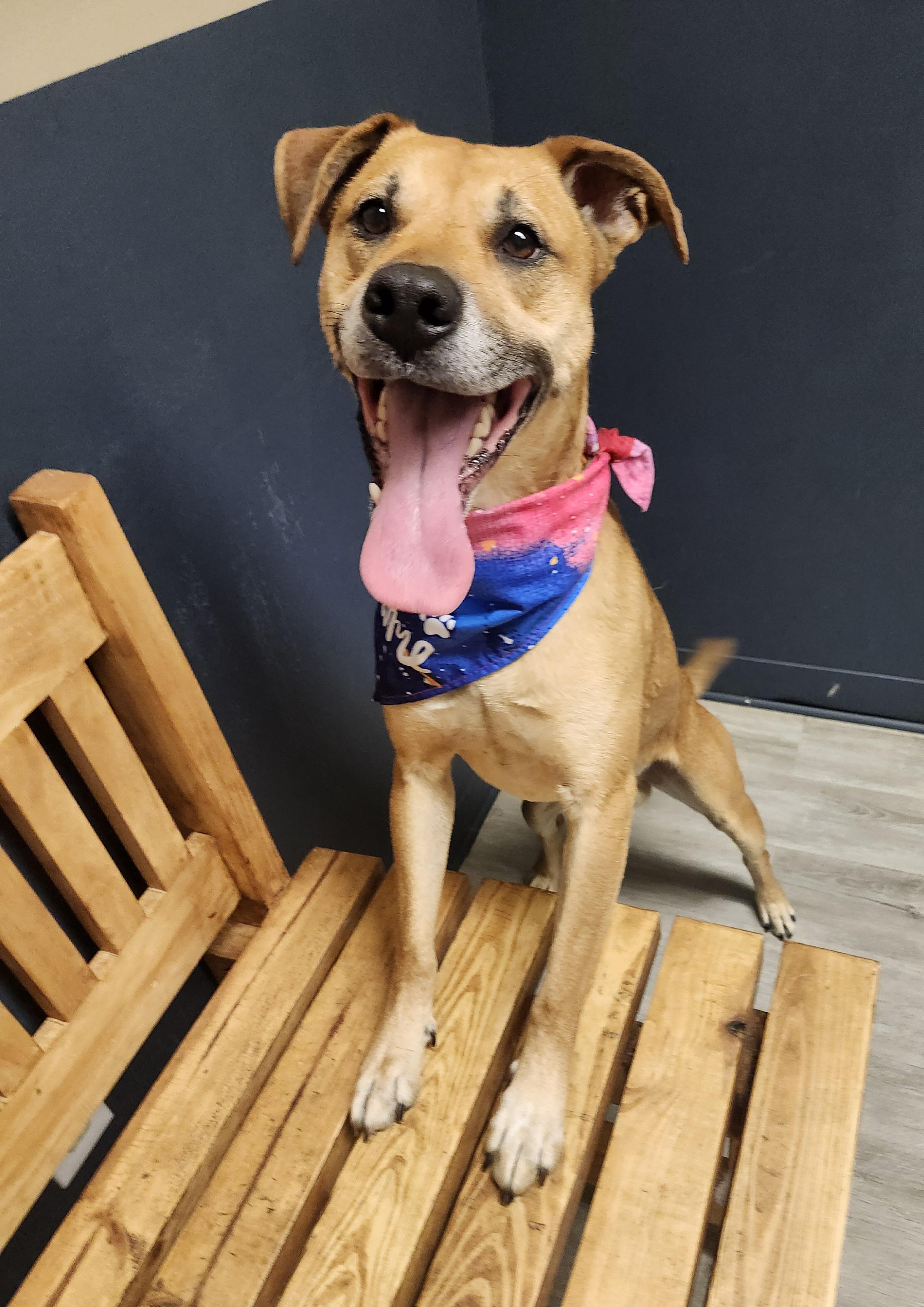 Enlarge Captain Gantu, a Adoptable mixed breed in Mansfield, OH image 4/4