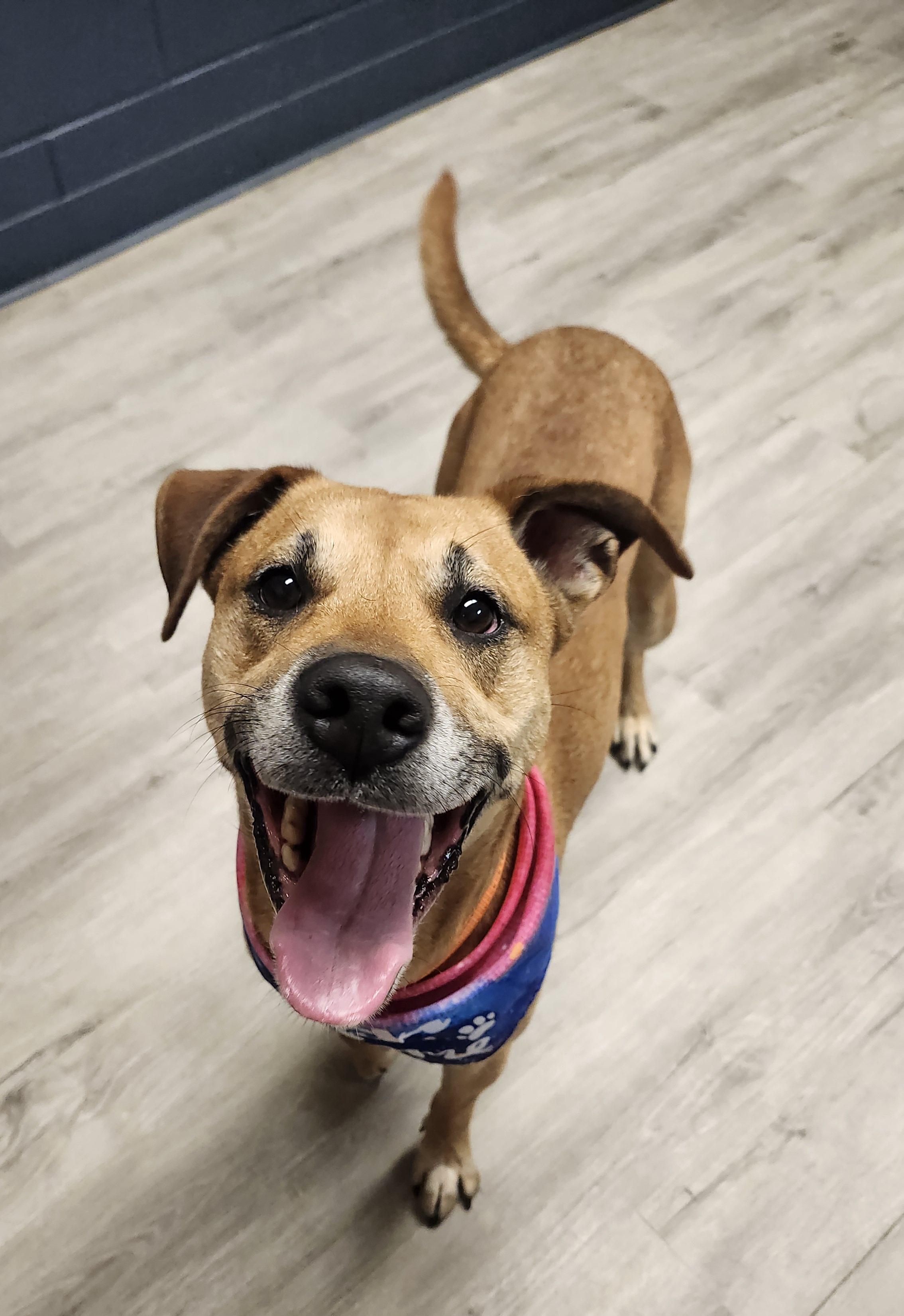 Enlarge Captain Gantu, a Adoptable mixed breed in Mansfield, OH image 2/4