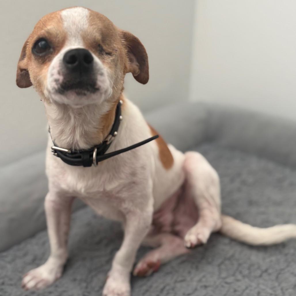 Ranger, an adopted mixed breed in Hartford, CT image 1/4