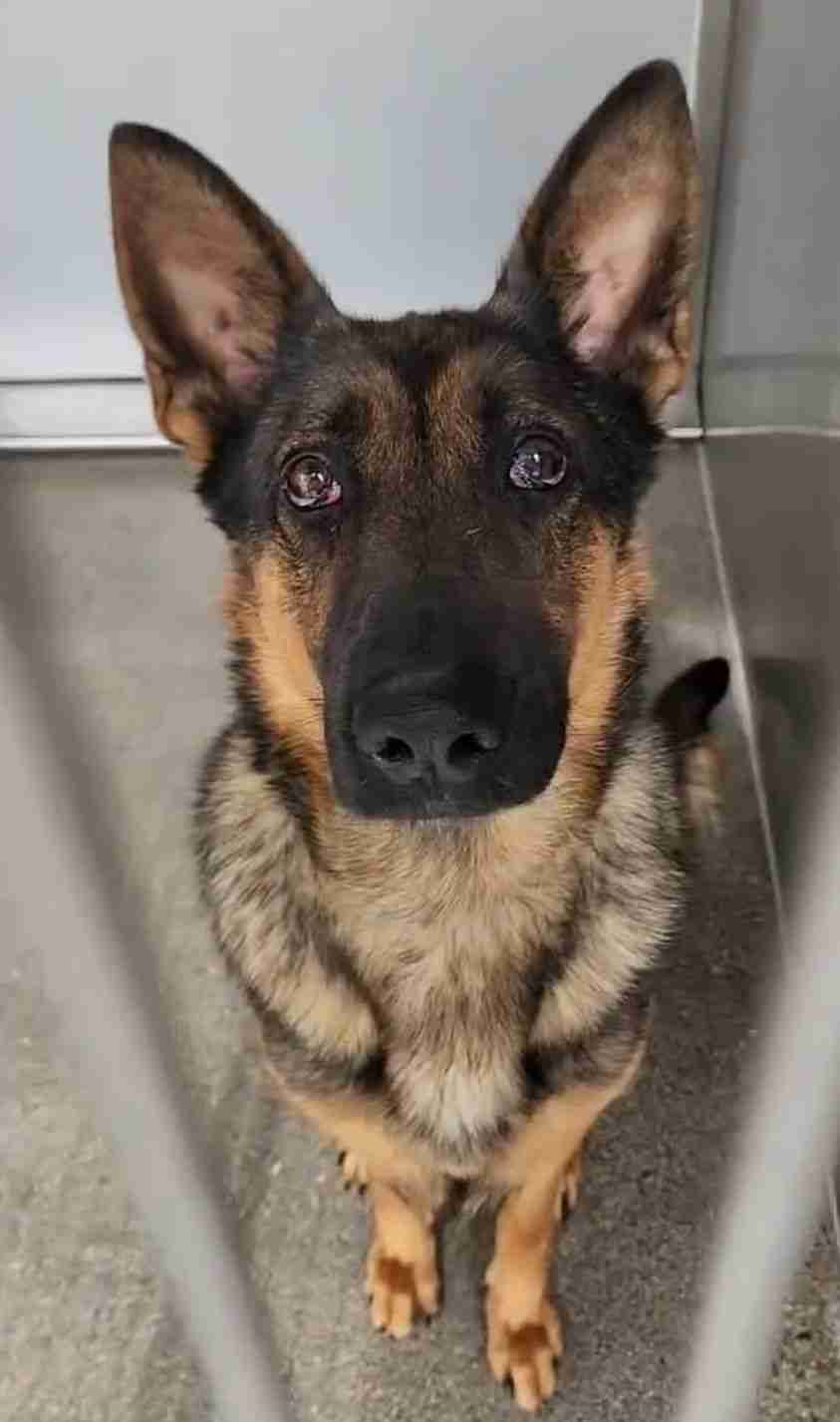 Georgia, a Adoptable German Shepherd Dog in Newport Beach, CA image 5/5