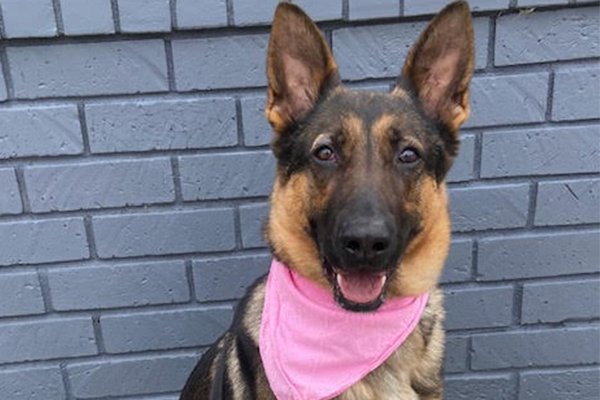 Georgia, Adoptable, Adult Female German Shepherd Dog.