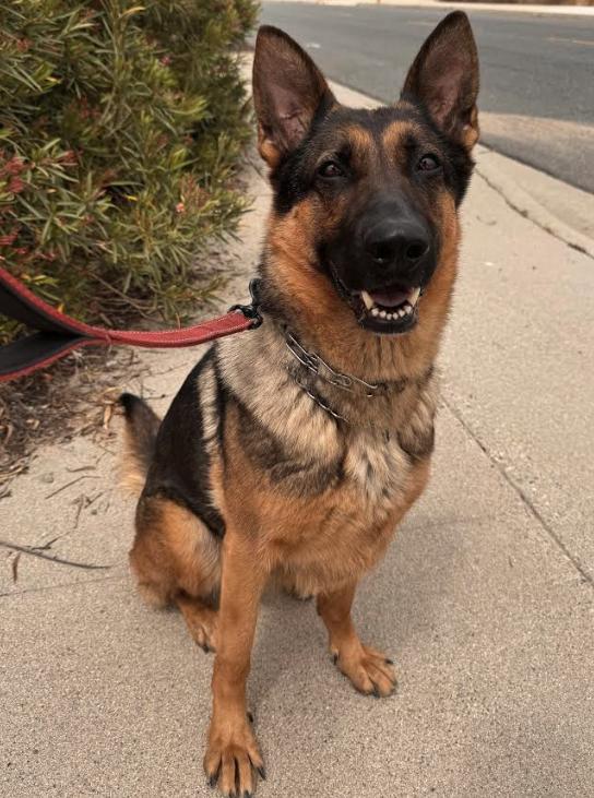 Georgia, Adoptable, Adult Female German Shepherd Dog.