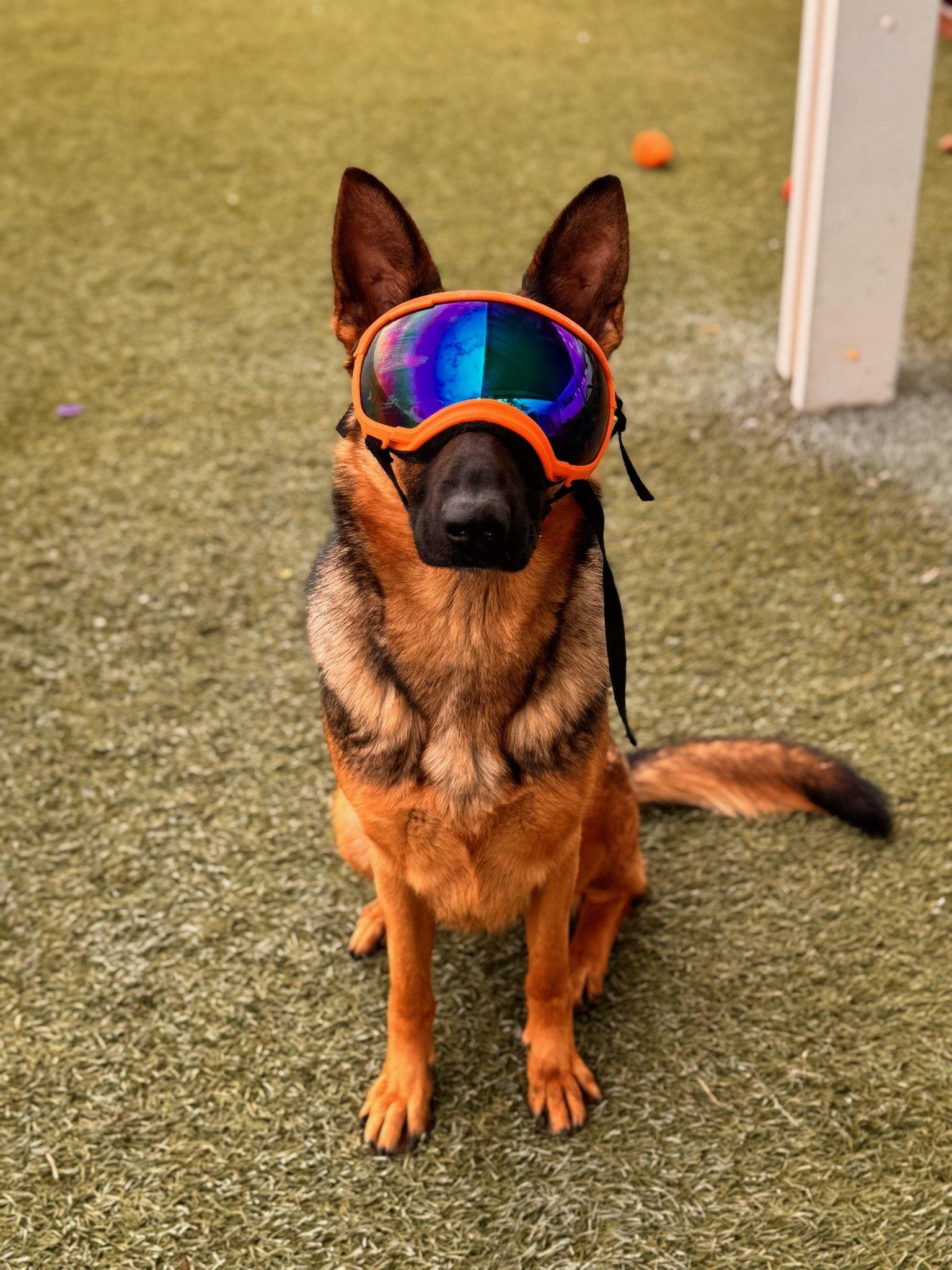 Georgia, a Adoptable German Shepherd Dog in Newport Beach, CA image 3/5