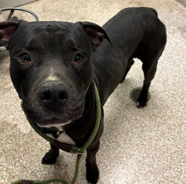 Enlarge DRACO, a Adoptable Pit Bull Terrier in Pueblo, CO image 1/1