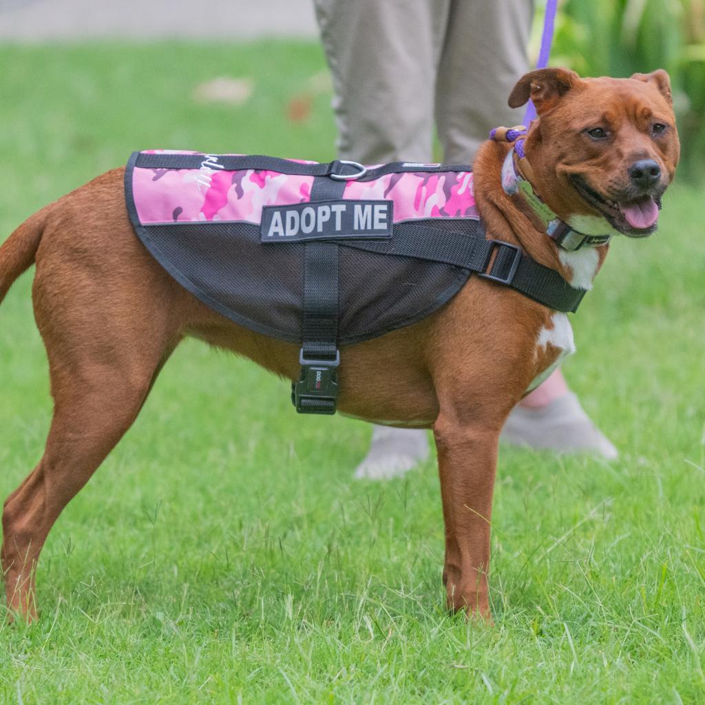 Carley, Adoptable, Adult Female Mountain Cur & Pit Bull Terrier.