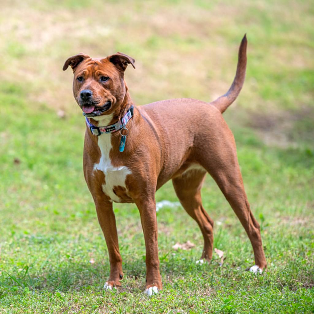 Carley, a Adoptable mixed breed in Bartlett, TN image 2/6