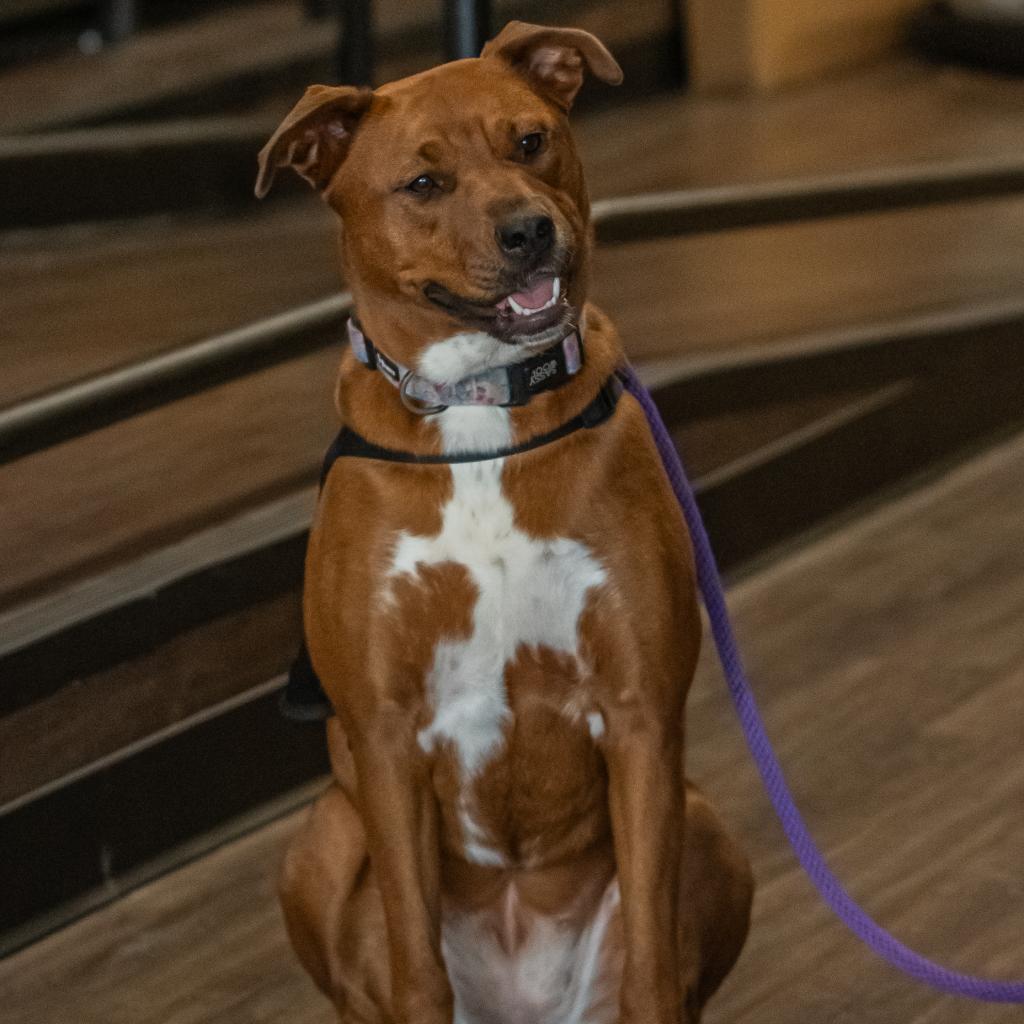 Carley, a Adoptable mixed breed in Bartlett, TN image 3/6
