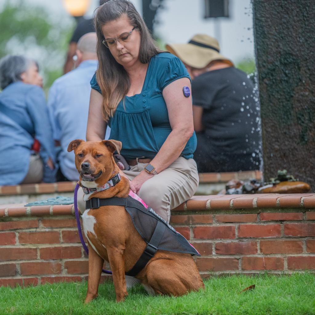 Carley, a Adoptable mixed breed in Bartlett, TN image 4/6