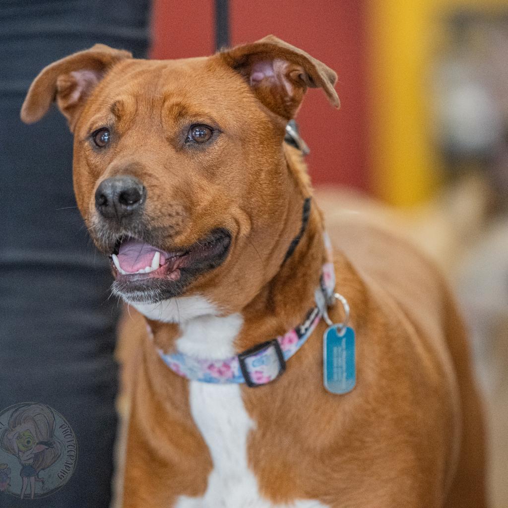 Carley, a Adoptable mixed breed in Bartlett, TN image 5/6