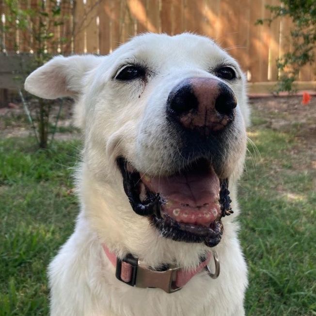 Verbena, a Adoptable Labrador Retriever in Westerville, OH image 3/5