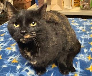 Enlarge Tori 2 years AVAIL 1/22, a Adoptable Domestic Short Hair in Sterling, MA image 1/1