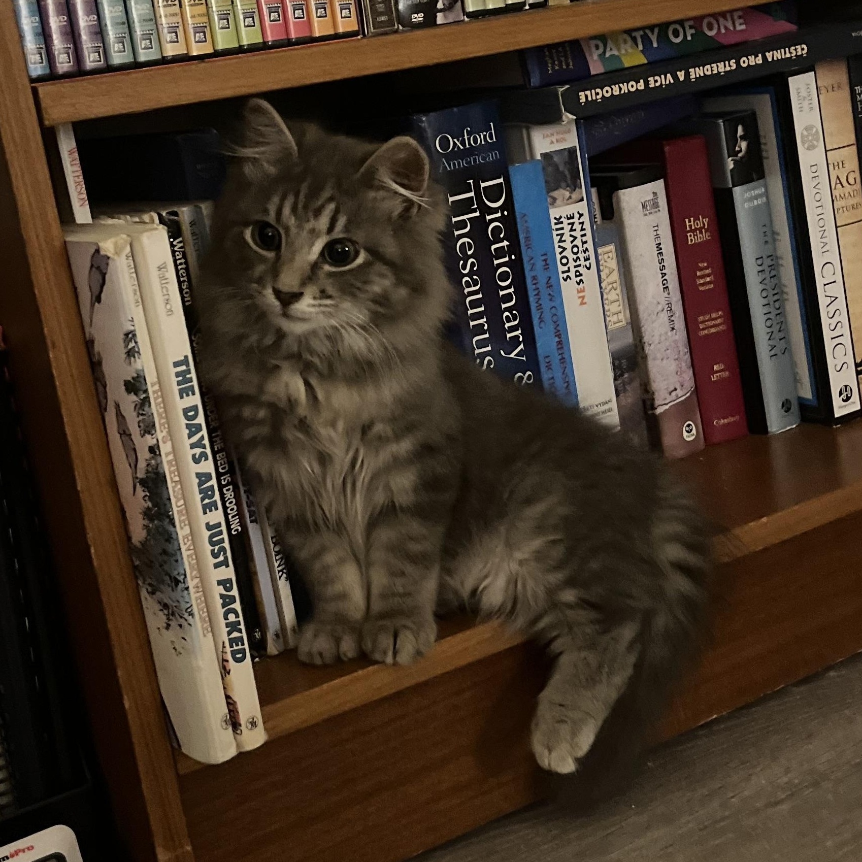Enlarge Shiloh, an adopted mixed breed in Hyattsville, MD image 5/6
