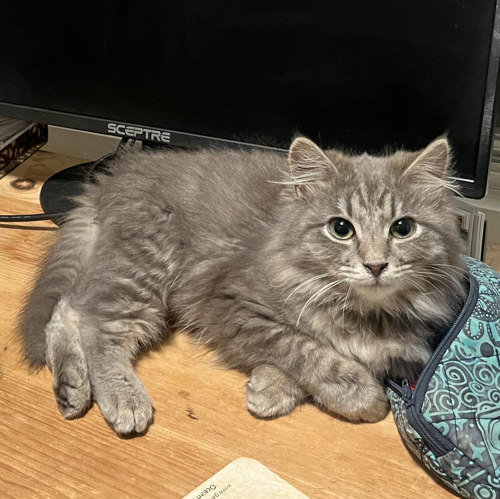 Enlarge Shiloh, an adopted mixed breed in Hyattsville, MD image 1/6