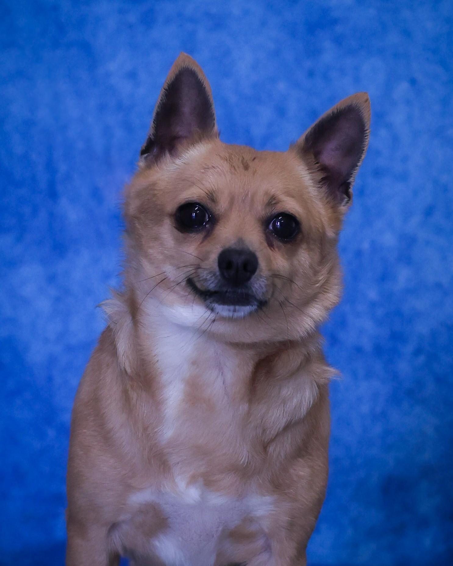 Enlarge HELVETICA (0503), a ADOPTABLE mixed breed in Bridgeport, CT image 1/1