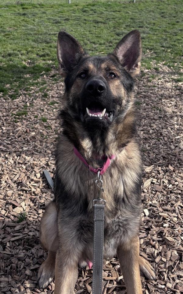 Gyro, Adoptable, Adult Male German Shepherd Dog.