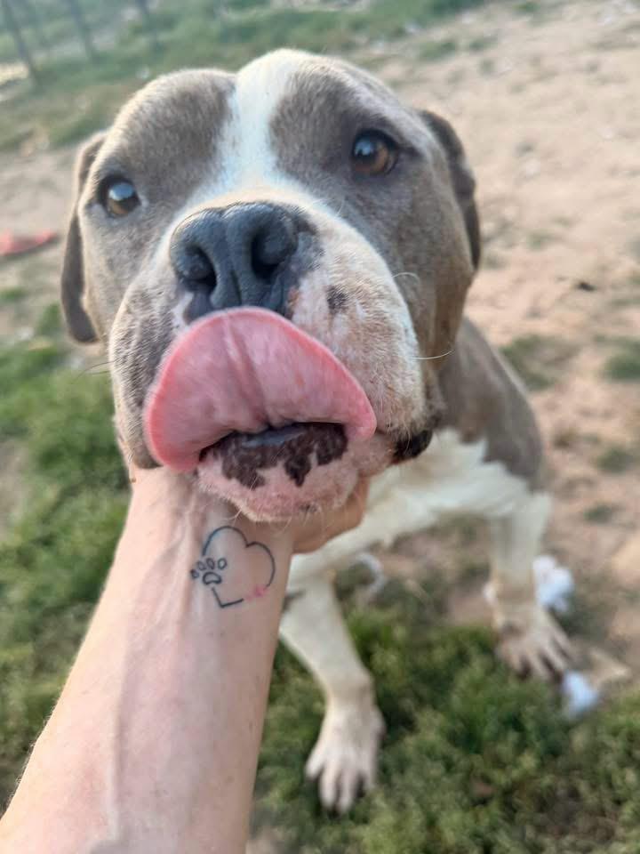 Enlarge Lana, a Adoptable Terrier in Fairfax, VA image 3/5