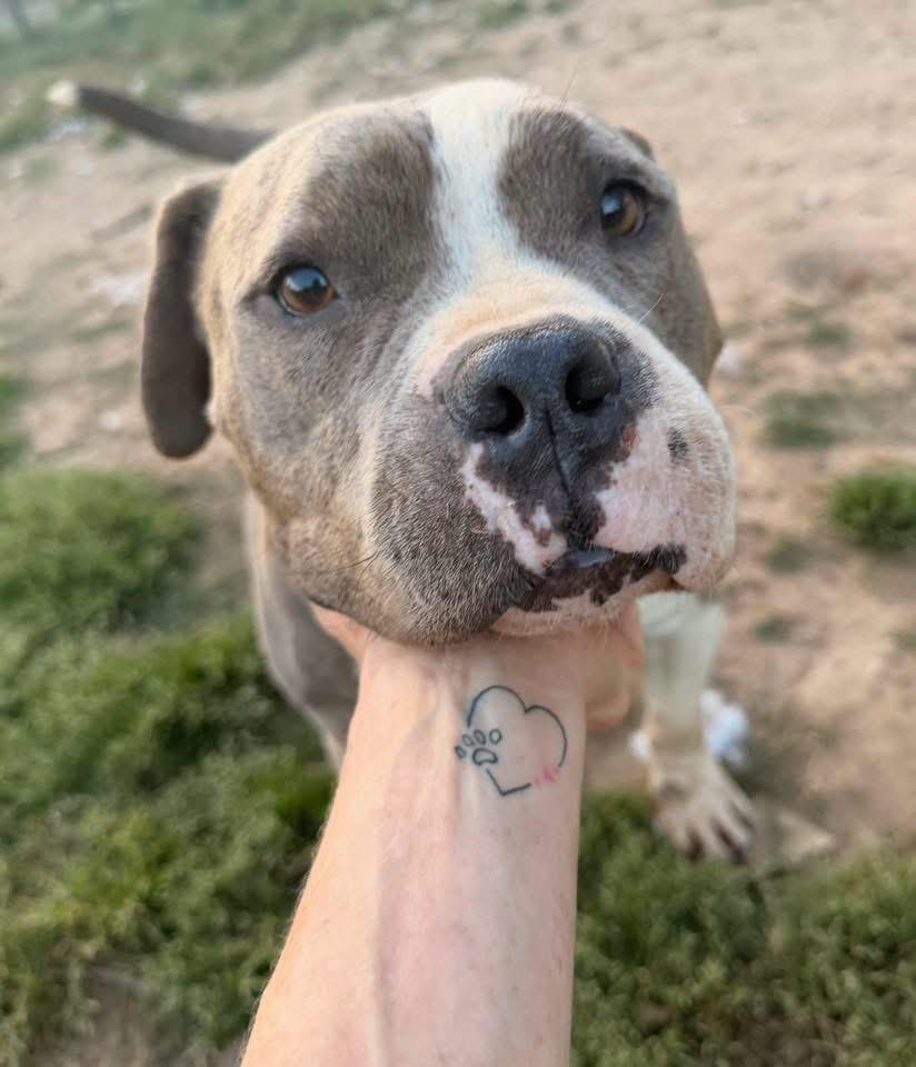 Enlarge Lana, a Adoptable Terrier in Fairfax, VA image 2/5