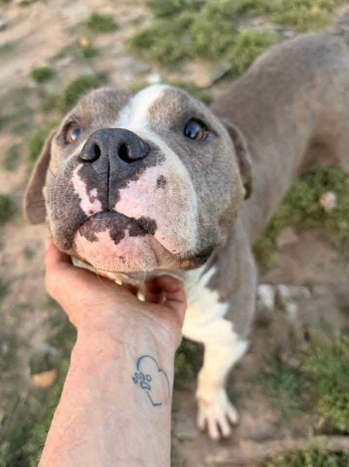 Enlarge Lana, a Adoptable Terrier in Fairfax, VA image 4/5