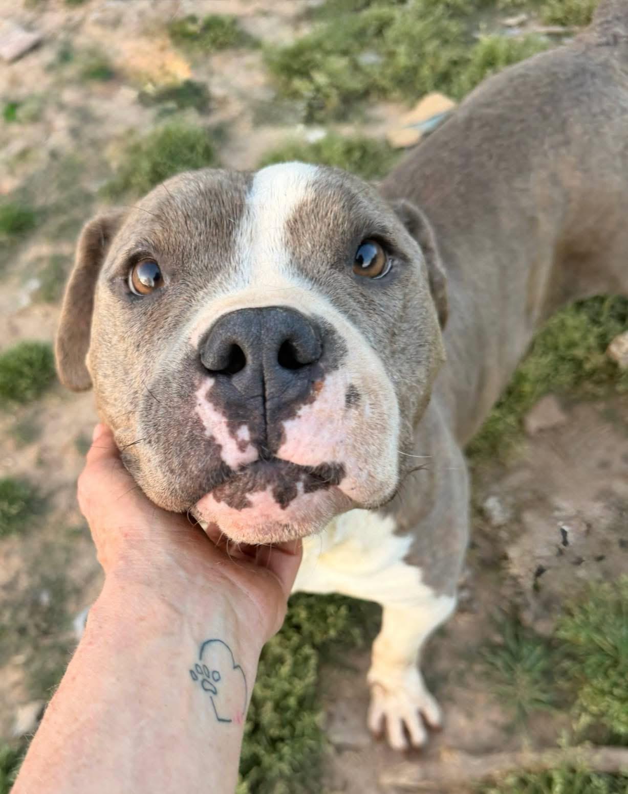 Lana, Adoptable, Adult Female Terrier.