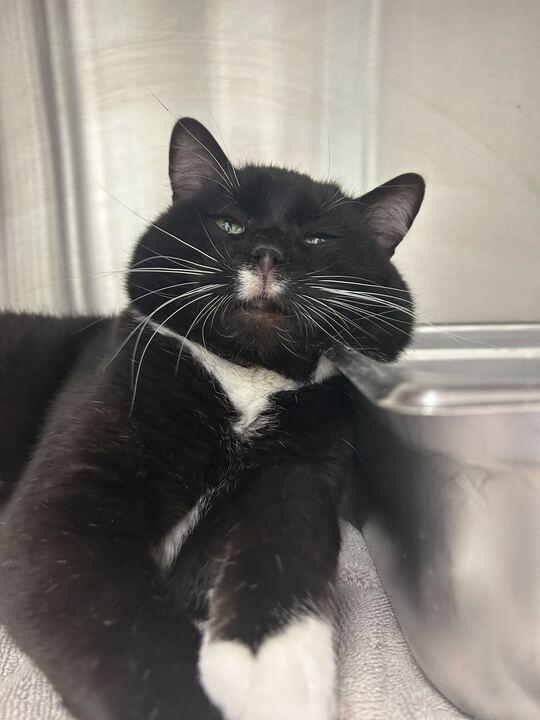 Enlarge Digman, a ADOPTABLE Domestic Short Hair in Maidens, VA image 2/2