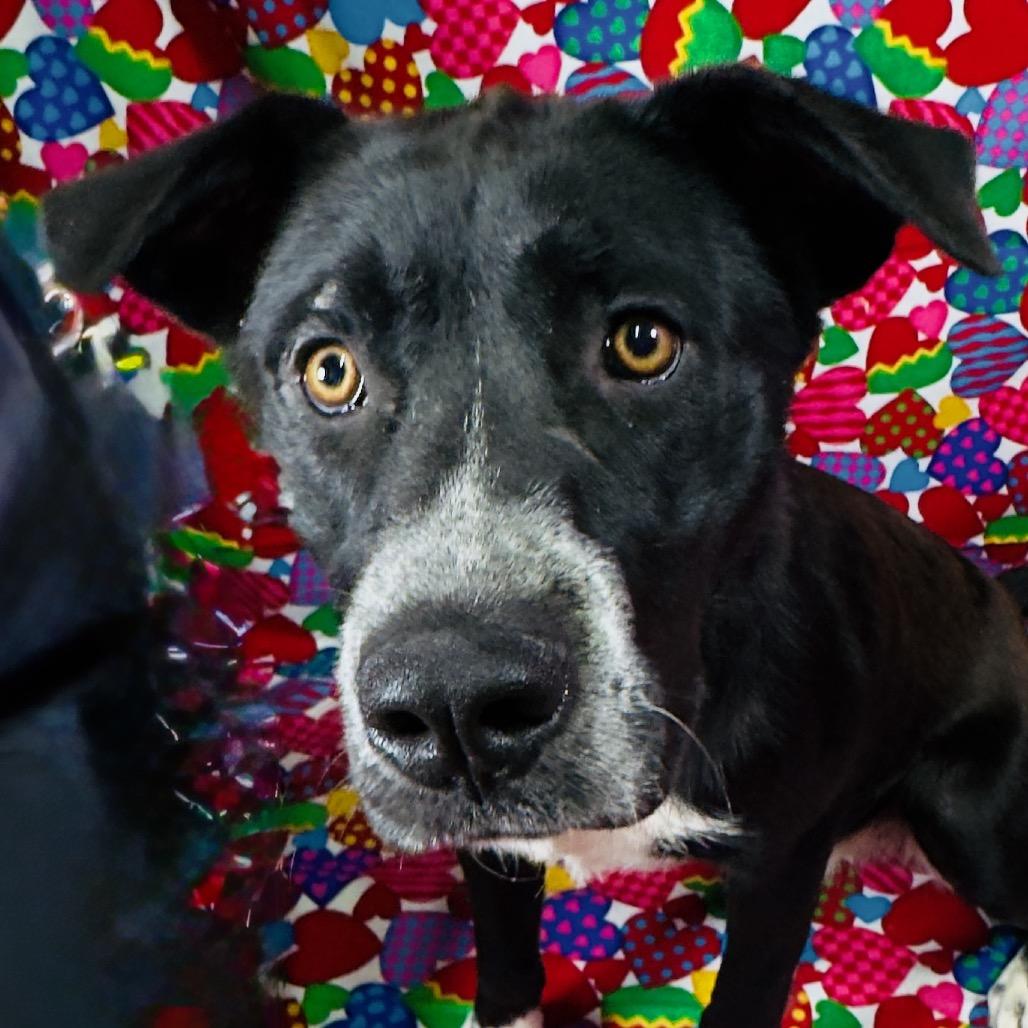 Dakota, Adoptable, Adult Female Black Labrador Retriever.