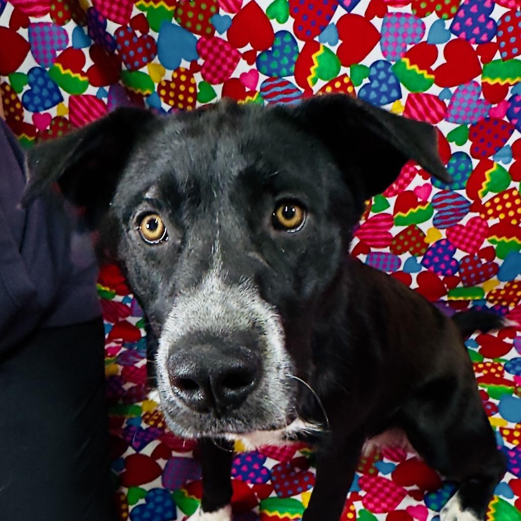 Enlarge Dakota, a Adoptable Black Labrador Retriever in Franklin, NC image 2/6